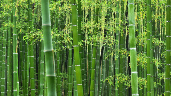 Comodo Sokken - Wat is bamboe vezel?